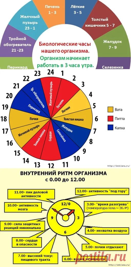 Часы активности органов