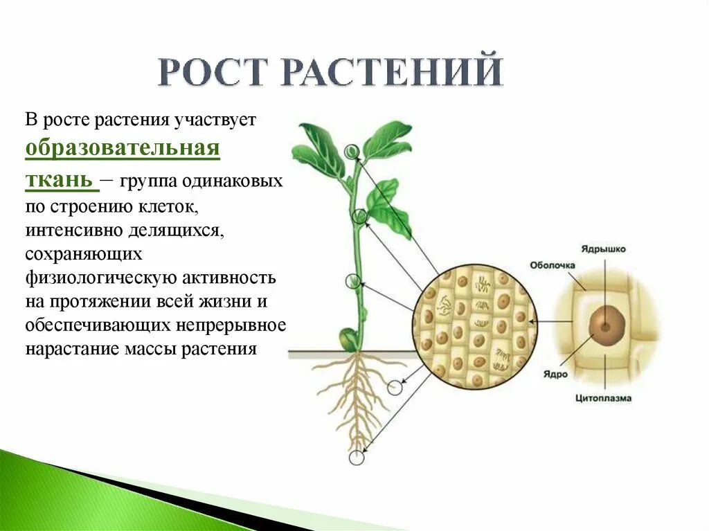 Рост биология 9 класс. Рост и развитие растений 6 класс биология. Процесс роста растений схема. Процесс роста растений биология 5 класс. Рост иразвитеи растений.