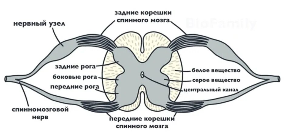 Строение спинного мозга на поперечном разрезе 8 класс. Поперечный срез спинного мозга функции. Строение спинного мозга ЕГЭ биология. Поперечный срез спинного мозга анатомия. Промежуточные нервные узлы