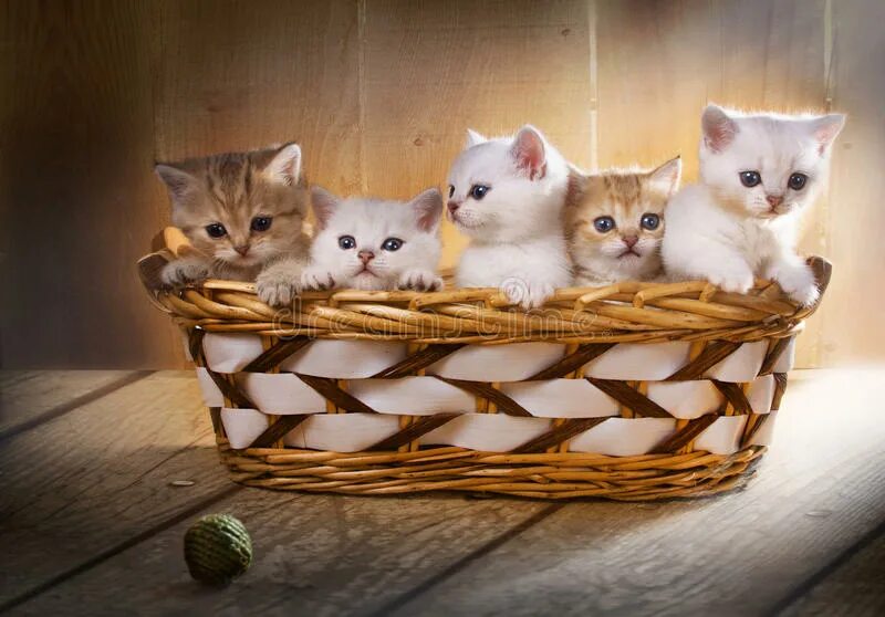 Играть 5 котят. Пять котят в корзинке. 5 Котят. Корзинки и котята 5 штук. Пятеро котят.