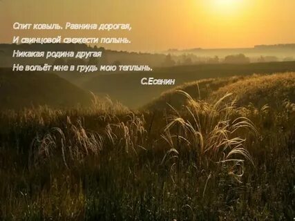 Поле пшеницы стих