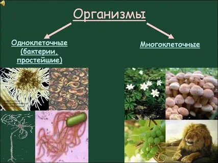 Из чего состоит многоклеточный организм