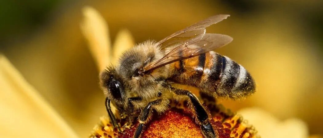 Тропилелапсоз пчел. Honey animal.