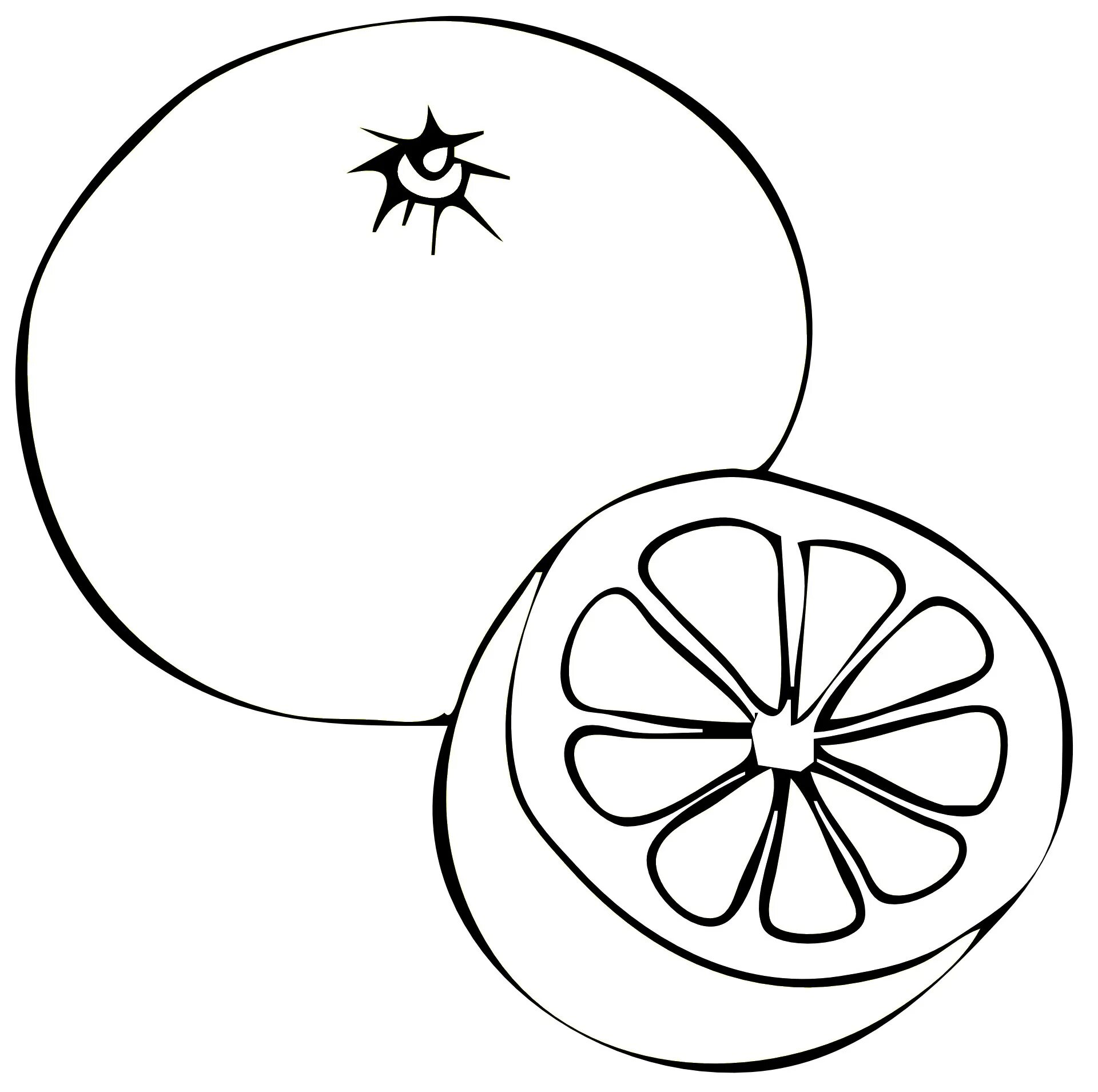 Апельсин рисунок. Апельсин карандашом. Мандарин на белом фоне. Апельсин карандашом. Апельсин для рисования.