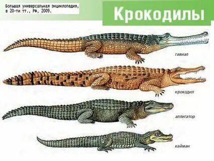 Онлайн порно көру: Анасы ұлын ұстап алды