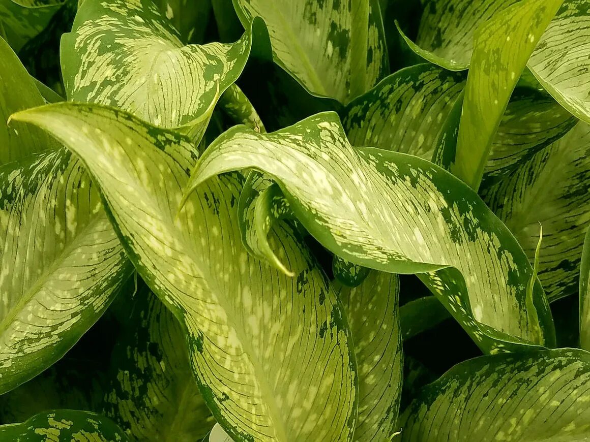 Диффенбахия цветок. Диффенбахия пальма. Диффенбахия удомсаб. Сорт диффенбахии 7. Диффенбахия кул бьюти.