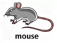Type the word mouse. Мышка по английскому. карточки по английскому языку мышь. мышка карточка для детей. mouse карточка по английскому.