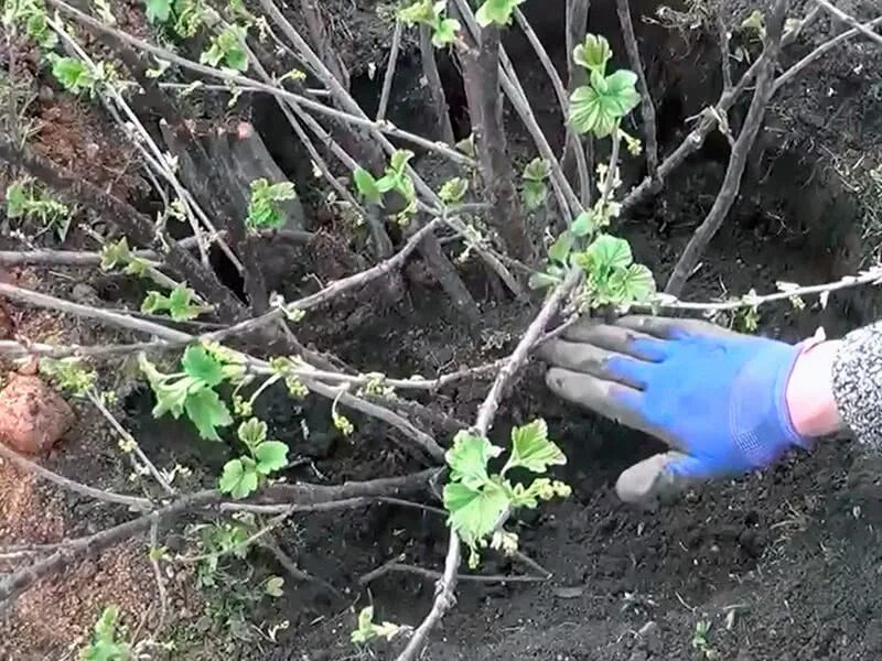 Можно ли пересаживать кусты. Смородина куст. Черенки смородины. Перчатки для сбора крыжовника. Куст крыжовника весной.