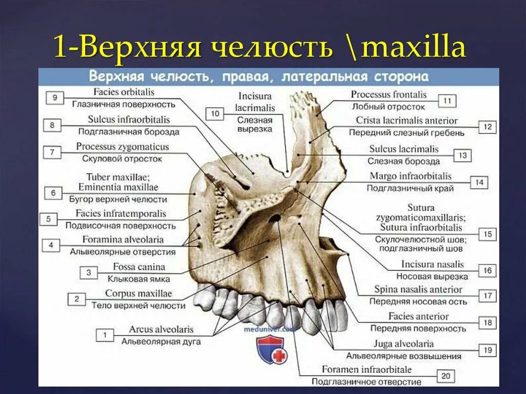 Резцов на латинском