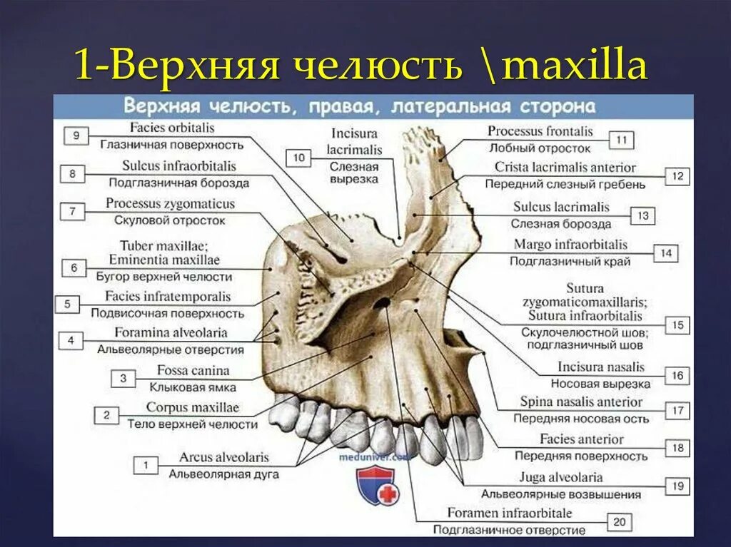 Гребень впр. Лобный отросток верхней челюсти на латинском. Клыковая ямка верхней челюсти. Бугор верхней челюсти на черепе. Альвеолярный отросток кости верхней челюсти.