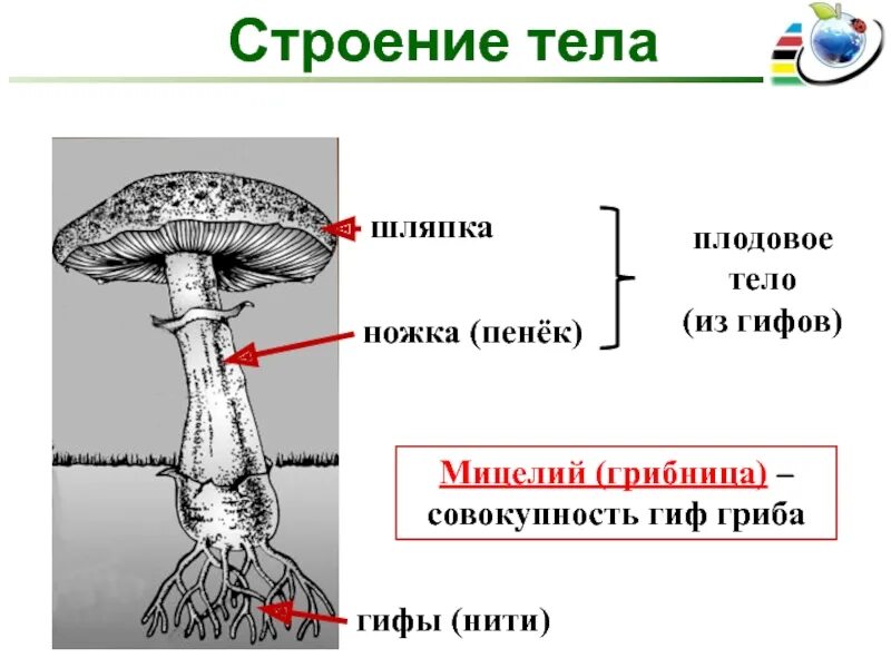 Мицелий гриба гиф. Строение гифов грибов. Строение гриба мицелий мицелий. Грибы мицелий строение гриба. Мицелий шляпочных грибов.