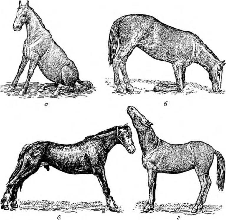 Симптомокомплекс Колик у лошадей. Миоглобинурия лошадей Ветеринария. Паралитическая миоглобинурия.