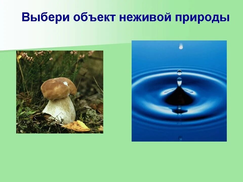 Приведи примеры явлений живой природы. Явления неживой природы зимой. Явления живой и неживой природы 2. Физические явления в неживой природе. Опасные явления в неживой природе.