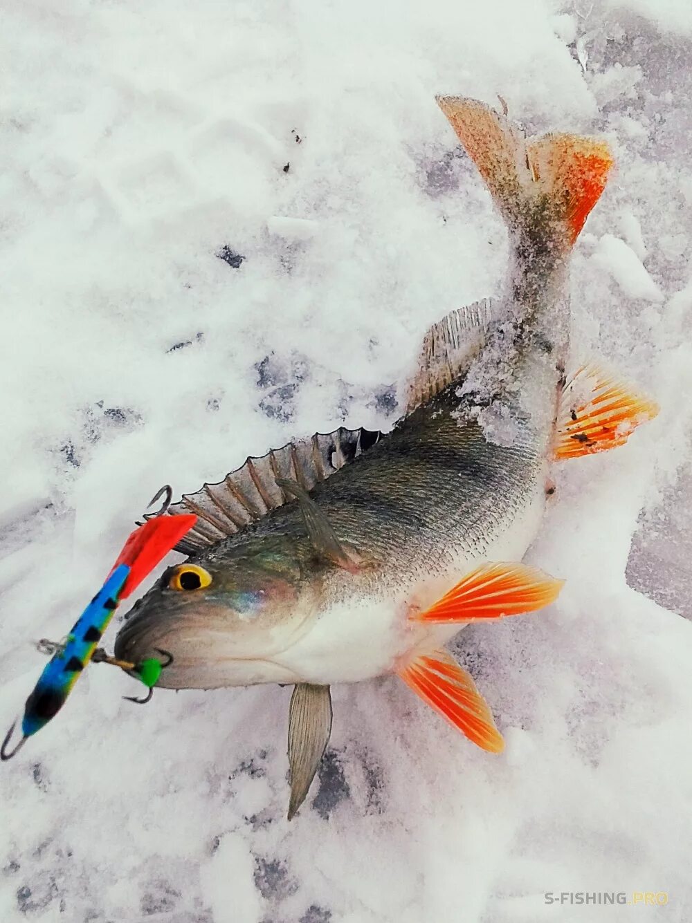 ловля февраль. ловля февраль. рыбалка зимой со льда. линь зимняя рыбалка. зимняя рыбалка в феврале.