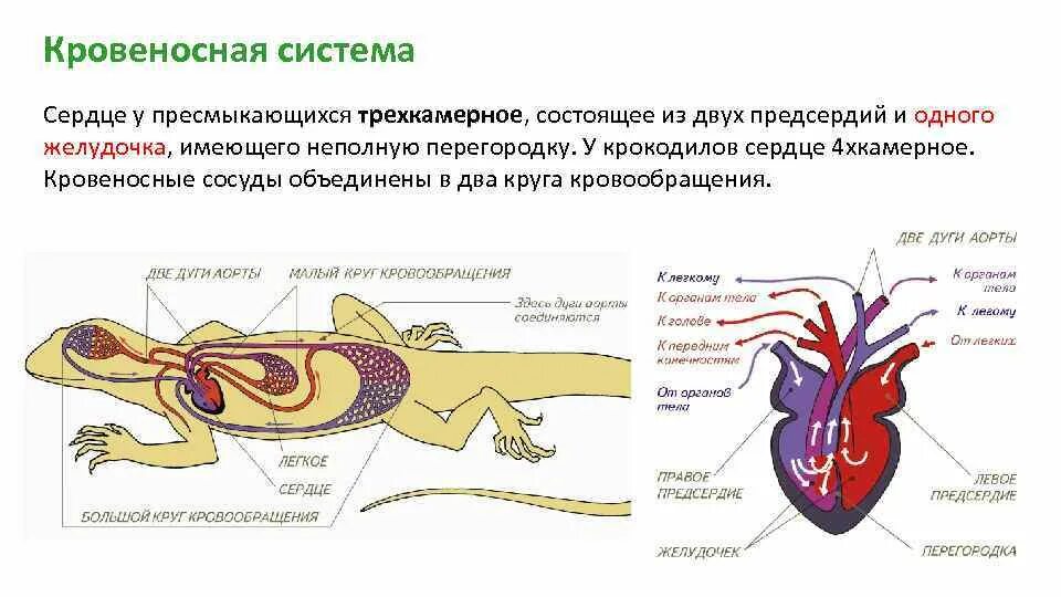 У ящерицы трехкамерное сердце. Схема кровообращения рептилий. Круги кровообращения рептилий схема. Кровеносная система система рептилий. Строение систем органов у рептилий кровеносная.