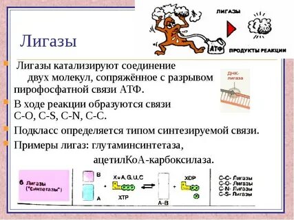 Лигаза