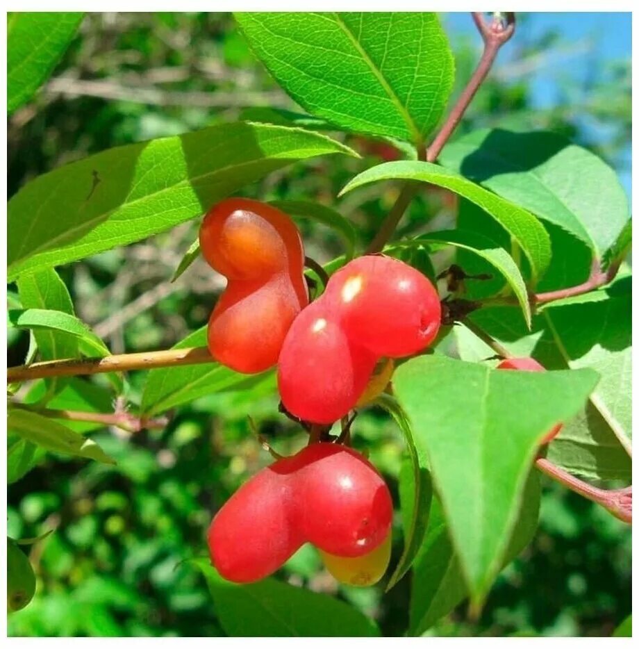 жимолость ягоды красные красные. кустарник с кислыми ягодами. жимолость лесная. барбарис плодовый кустарник. барбарис обыкновенный плоды.