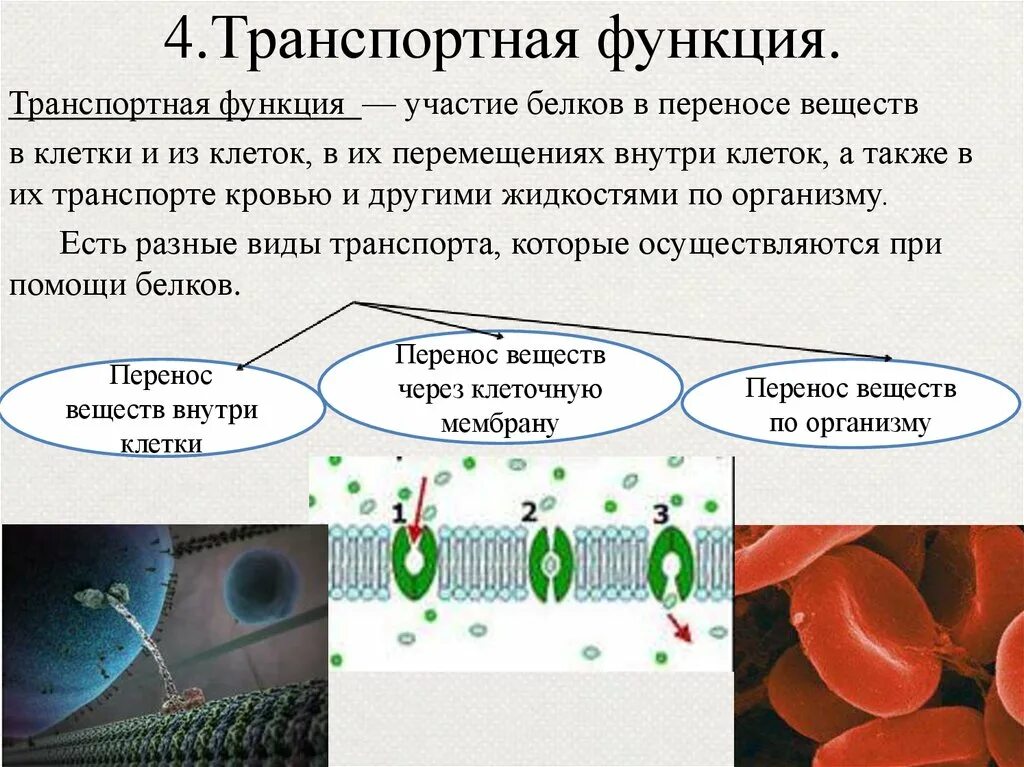 Транспортная функция белков. Транспортный белок функции. Транспортная функция клетки. В состав входят транспортные белки