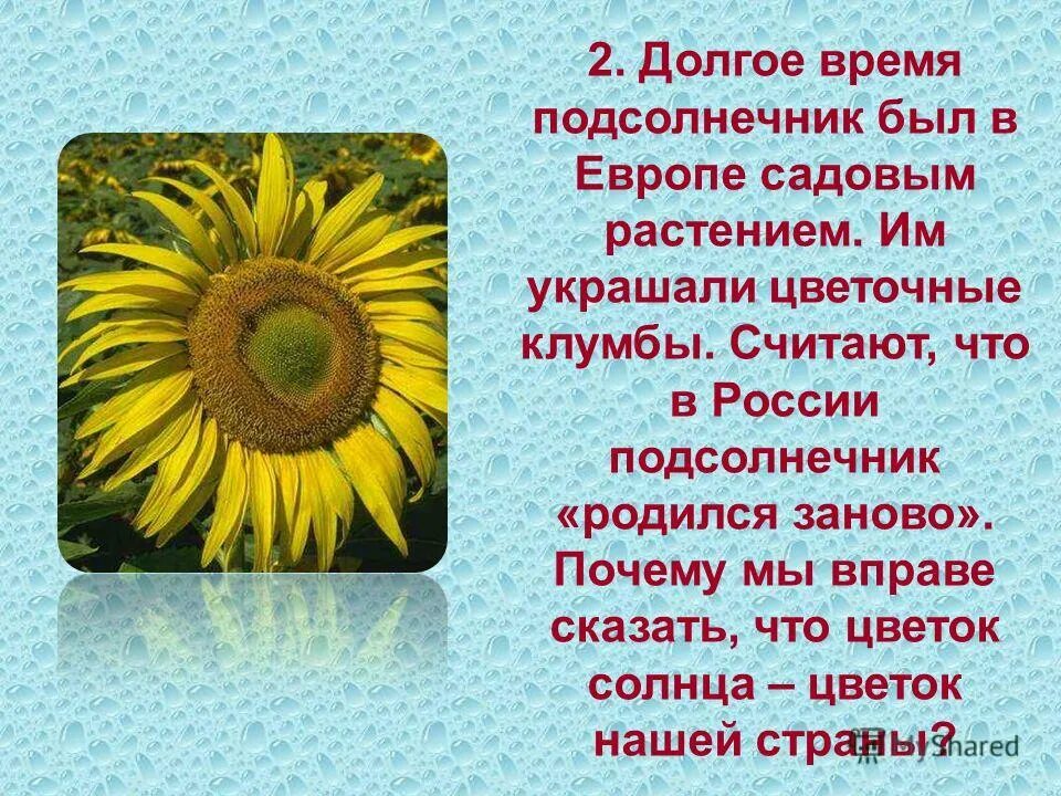 Кубань подсолнухи. Проект солнечный цветок подсолнечник 3 класс. Стих о подсолнухе и россии. Красивые подсолнухи. Подсолнечник гибрид краснодар.