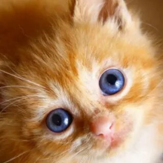 Самый добрый котенок