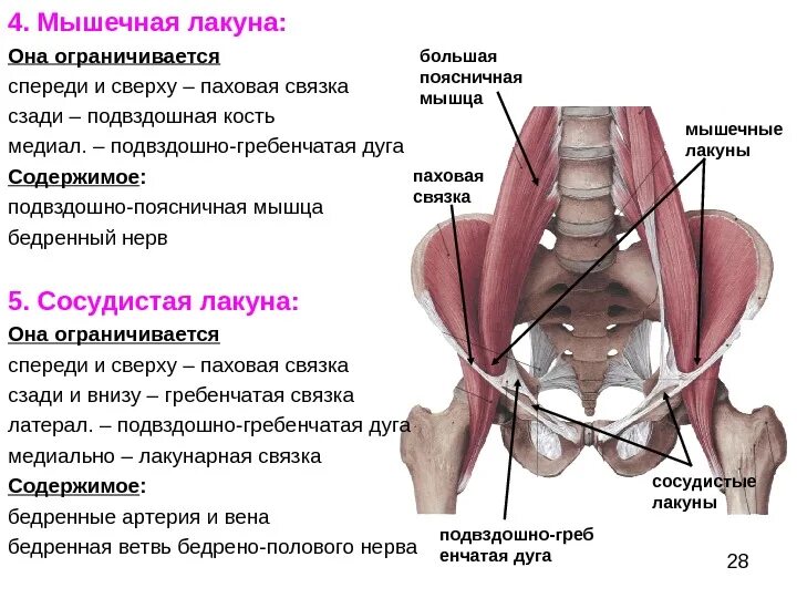 Связки образованы. Сосудистая и мышечная лакуны топография. Мышечная лакуна анатомия. Подвздошно гребенчатая дуга анатомия. Гребенчатая связка анатомия.