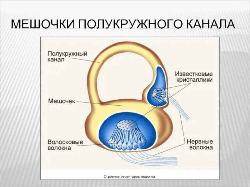 Преддверие вестибулярного аппарата. Мешочки вестибулярного анализатора. Строение рецептора мешочка. Строение мешочков вестибулярного аппарата. Вестибулярный анализатор строение мешочки полукружные каналы.