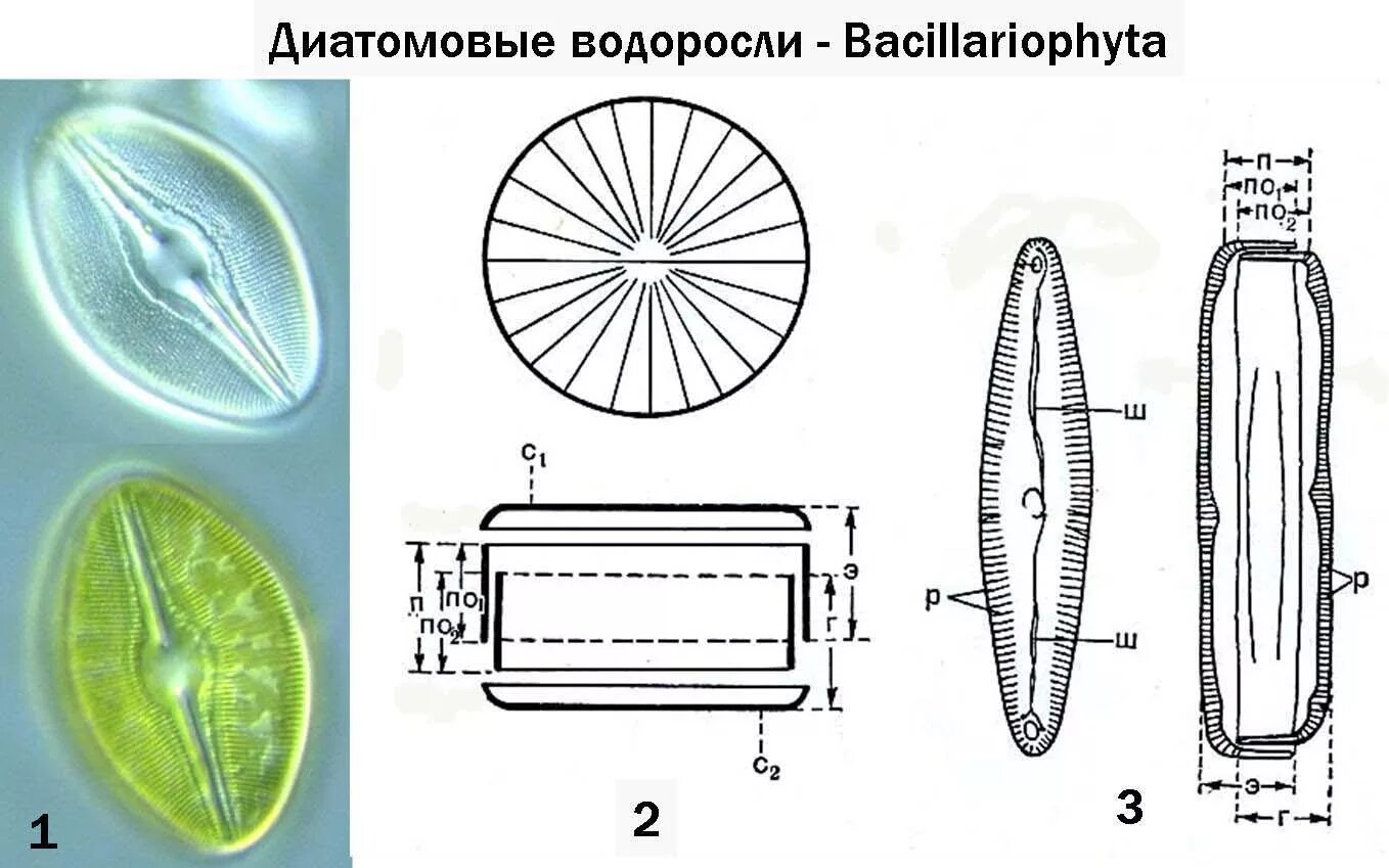 Диатомовая водоросль функции