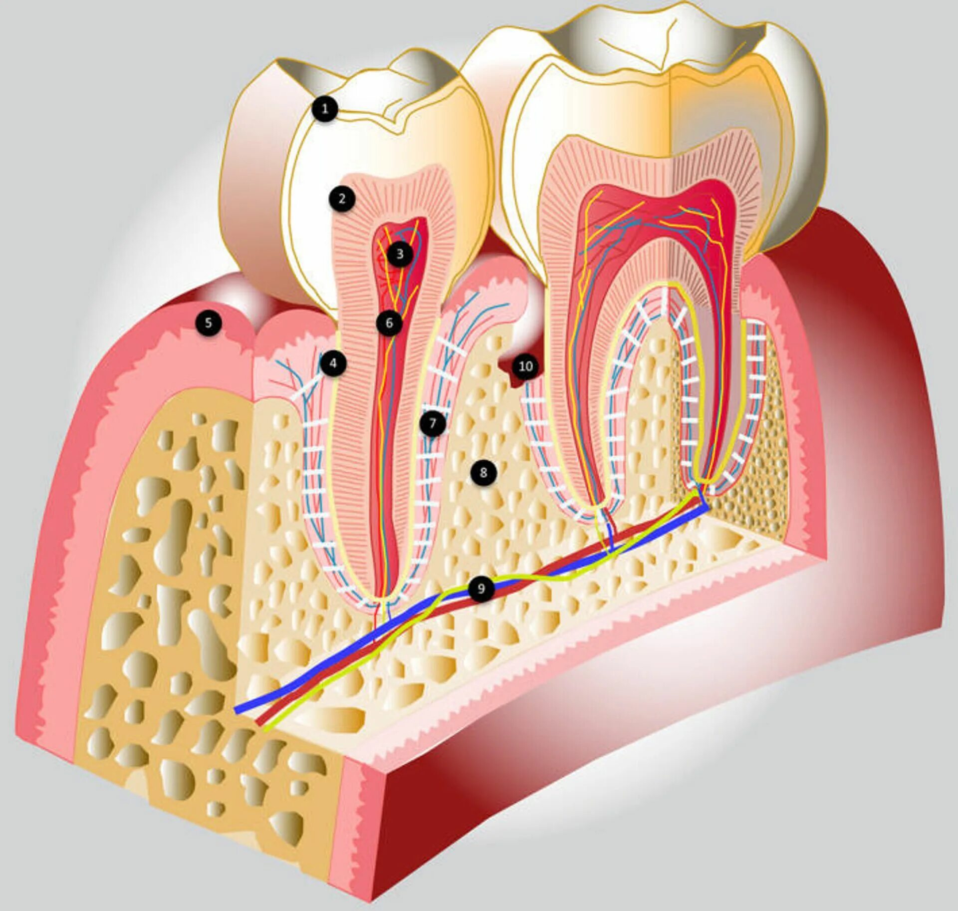 Зубная пульпа строение зуба. Пульпа молочных зубов строение. Зубной нерв строение зуба.