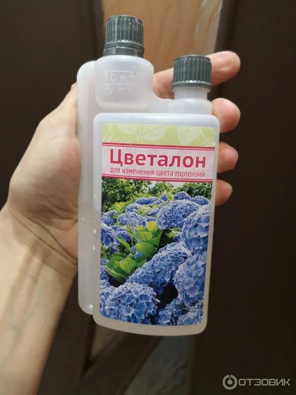 Полить гортензию для цвета. Краситель для гортензии. Удобрение для гортензии для изменения цвета. Удобрение для голубых гортензий. Удобрение для синих гортензий.