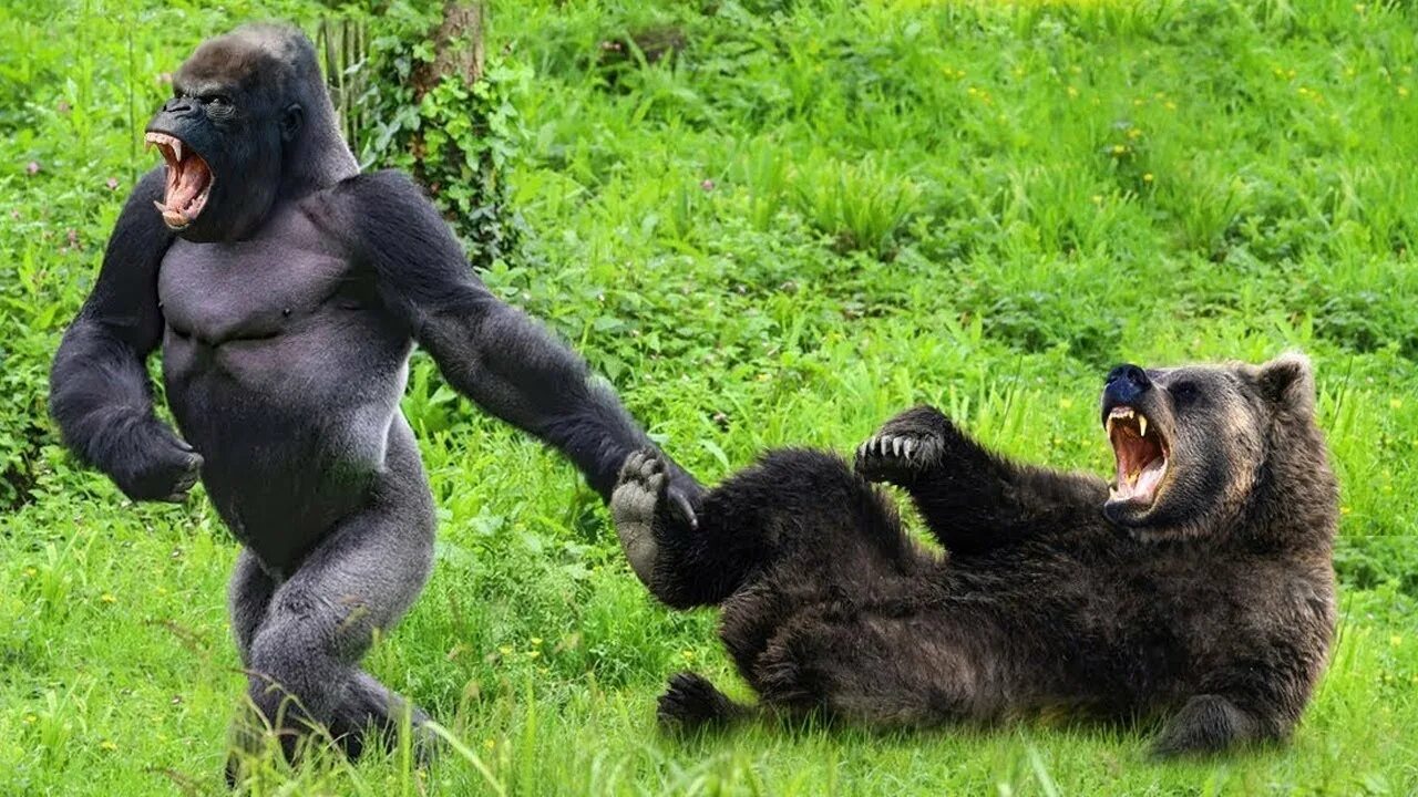Кто сильнее медведь или горилла. Гориллы дерутся. Сила гориллы. Дикие животные. Горилла против гориллы.