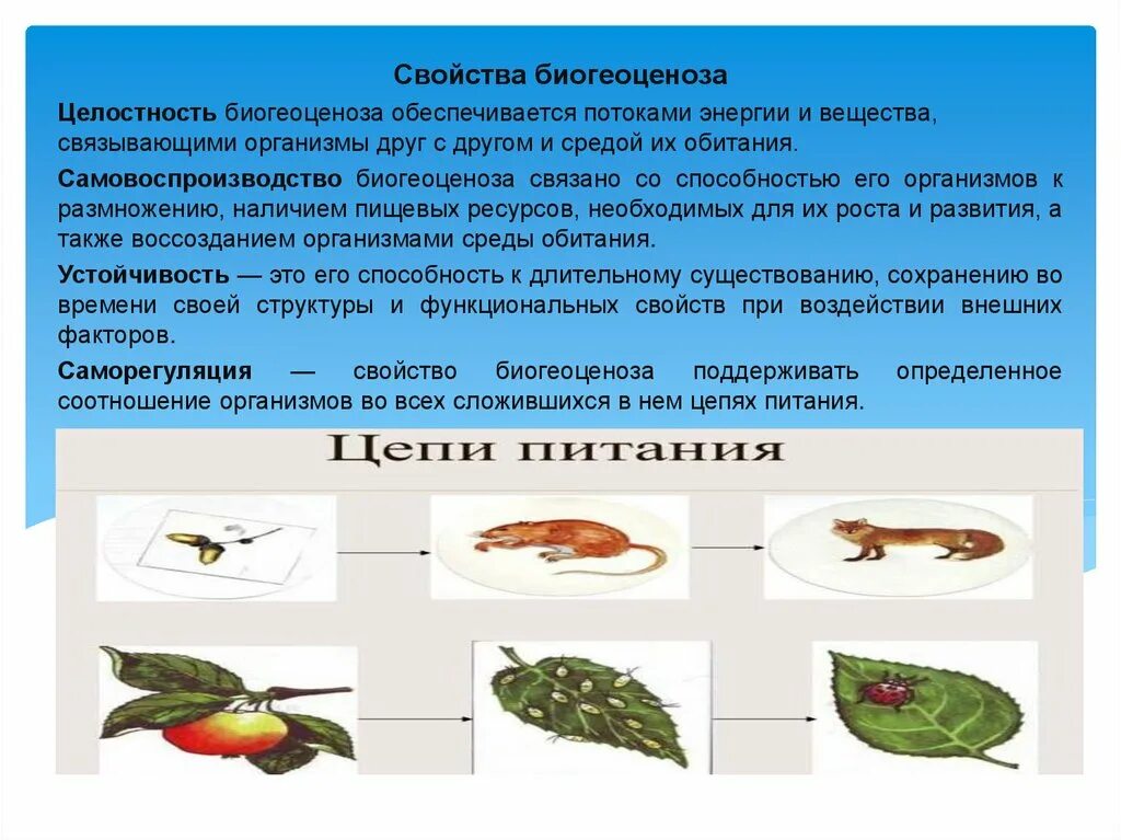 Саморегуляция в биогеоценозе