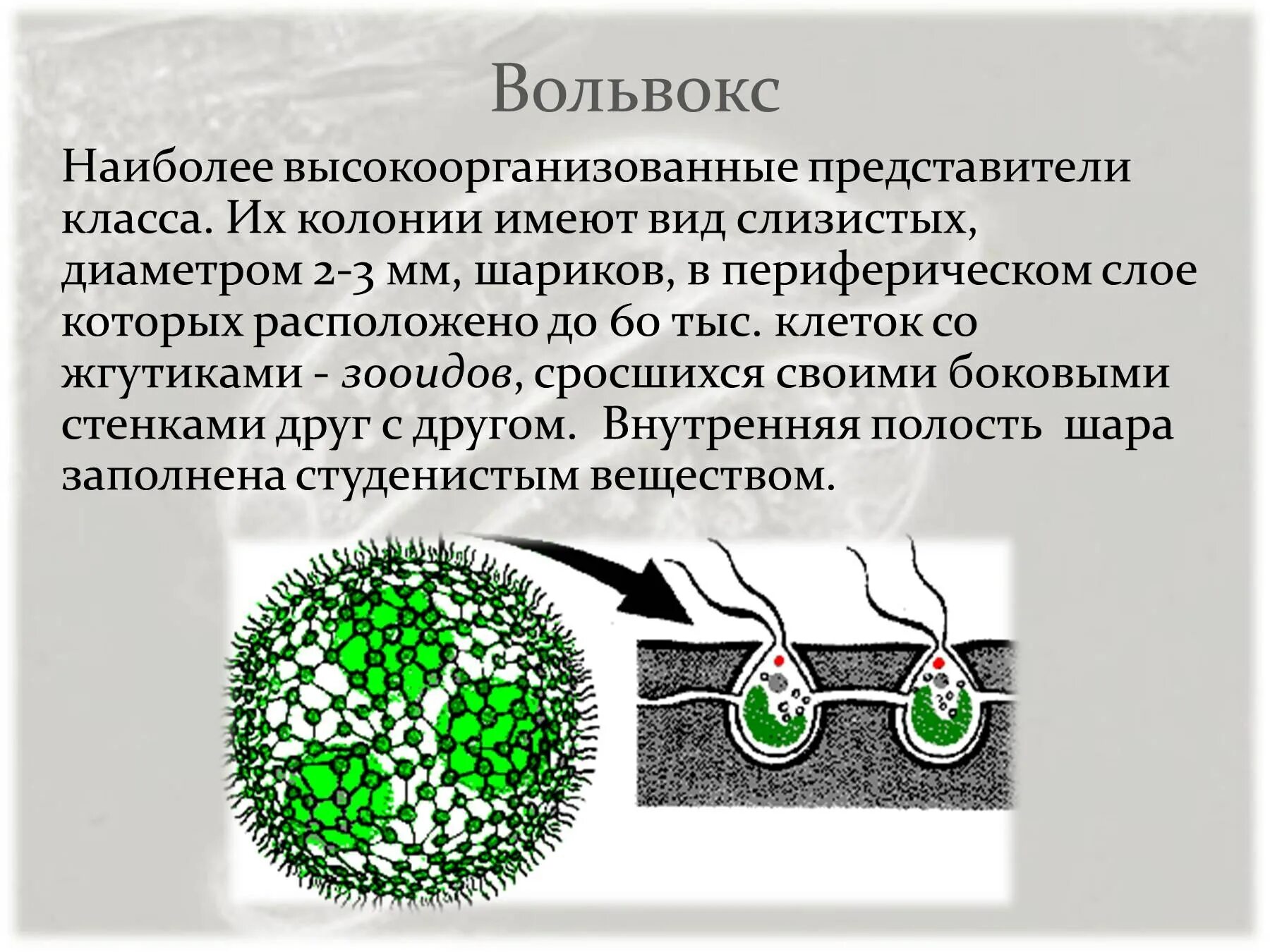 Колониальными водорослями являются. Колониальные жгутиконосцы вольвокс. Колониальные водоросли вольвокс. Вольвокс жгутиковые. 10. Колониальные водоросли (вольвокс).