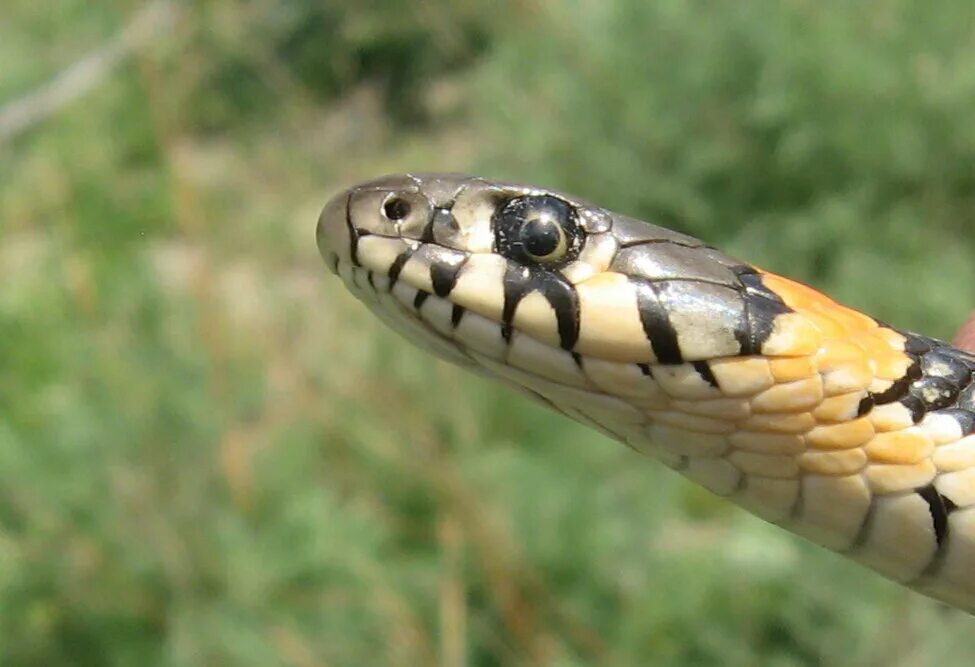 Grass snake. Обыкновенный уж Natrix Natrix. Grass Snake Natrix Natrix. Уж с желтыми ушами.