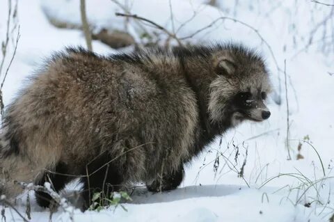 Ивановские животные