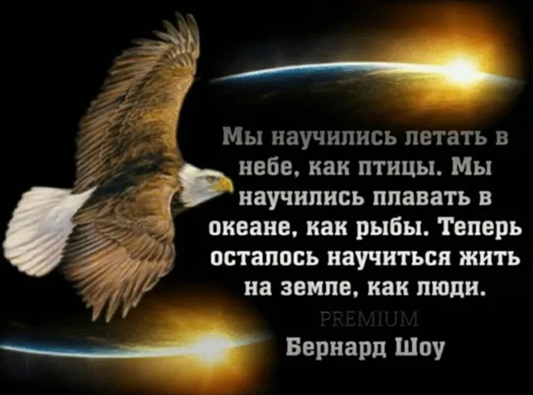 Научусь летать с тобой на небо там. Как птицы научились летать. Мы научились летать как птицы. Люди научились летать как птицы плавать. Мы научились летать в небе как птицы мы научились плавать в океане как.