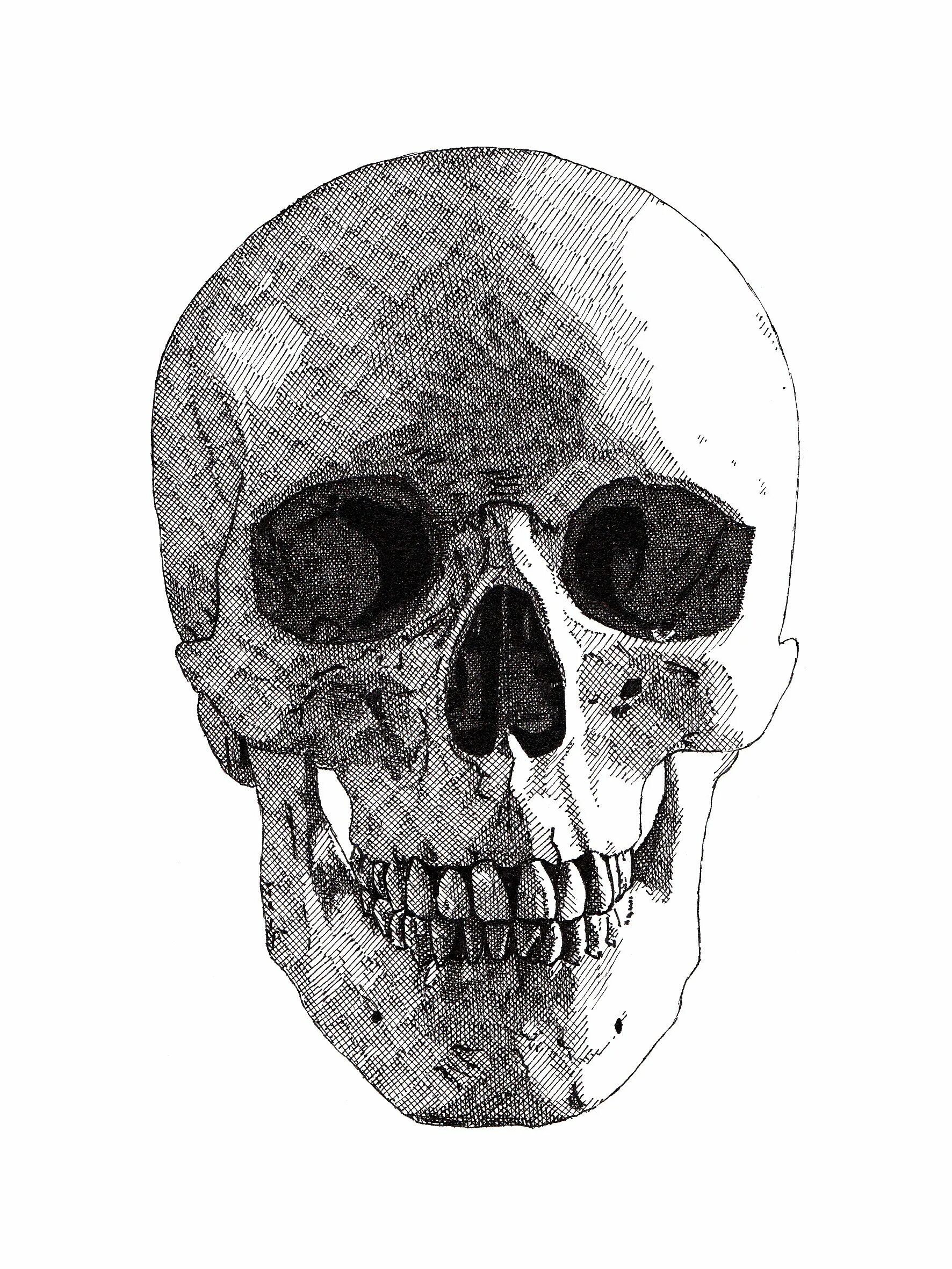 Skull 1