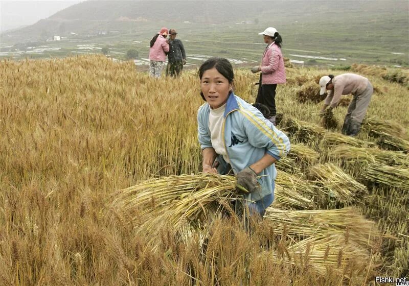 Сх кнр. Китай юньнань чайные плантации. Китай население хозяйство. Социалистическая республика вьетнам экономика. Китай население хозяйство.