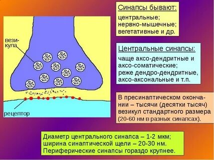 Синаптическая щель