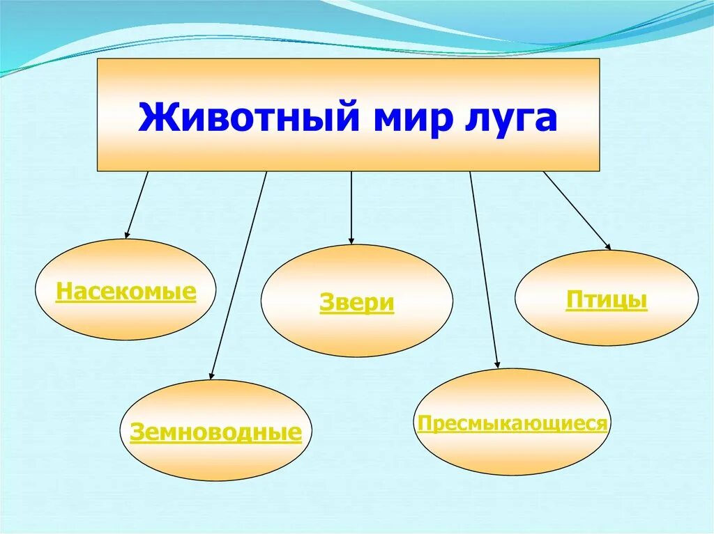 Животные луга 2 класс окружающий мир. Животный мир Луга. Обитатели Луга 4 класс. Обитатели Луга 4 класс окружающий мир. Растения и животные Луга.