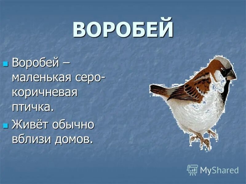 Составь предложение из слова воробей. Воробей Воробей. Рассказ про воробья 1 класс. Воробей -птица года классный час. Рассказ о Воробье и пингвине.