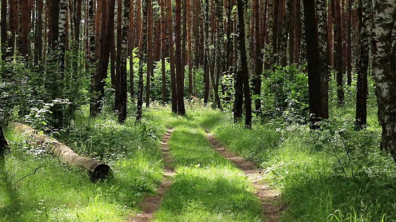 Лесные видео канал новые. Звук природы в лесу. Шумный лес. Лес шумит. Лес звуки леса.