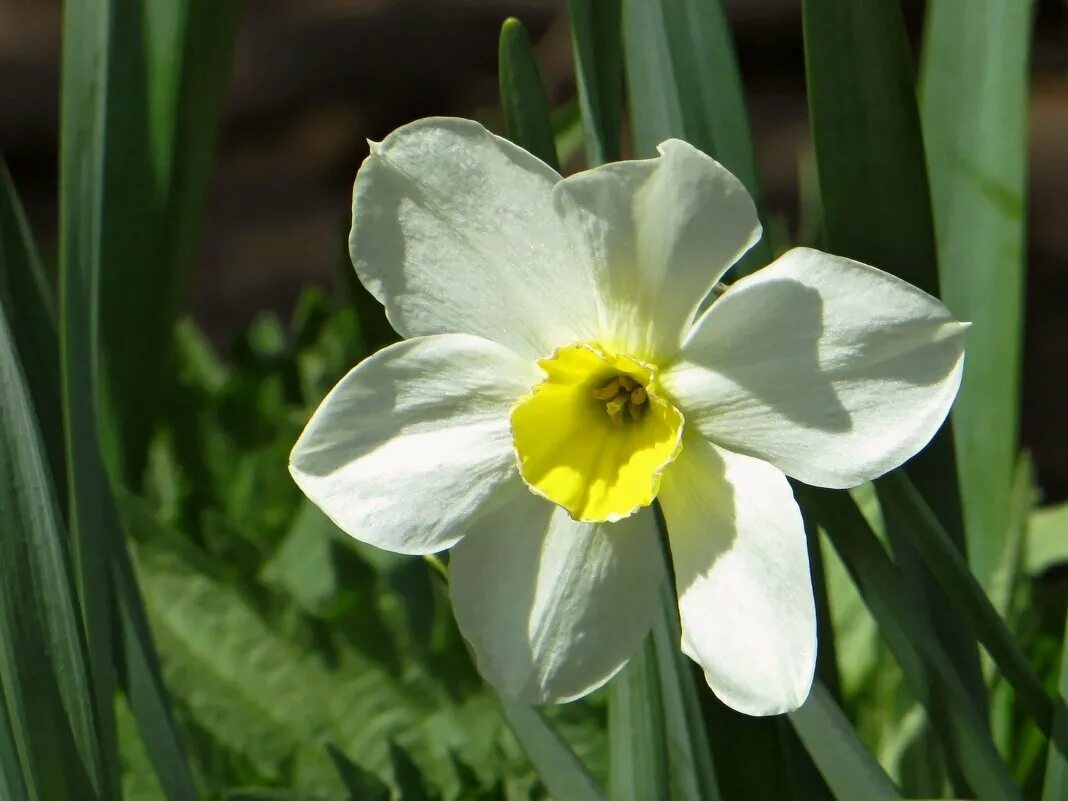 Скромный нарцисс. Скромный нарцисс. Скромный нарцисс. Rip van winkle нарцисс. Нарцисс bantam.