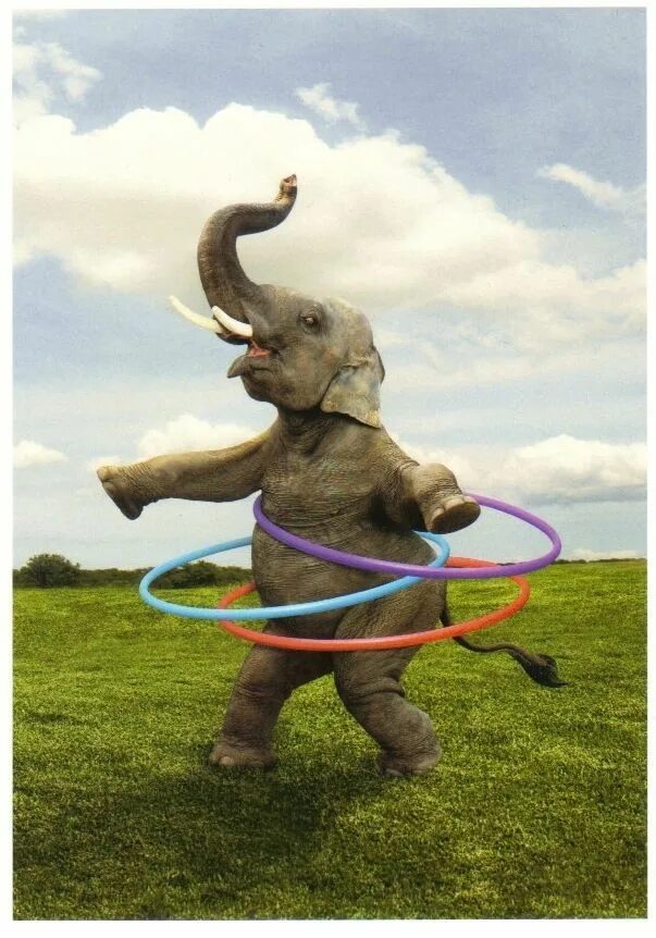 Смешные слоны. Слон прикол. Слон прыгает. Смешной Слоник. Слоник прикол