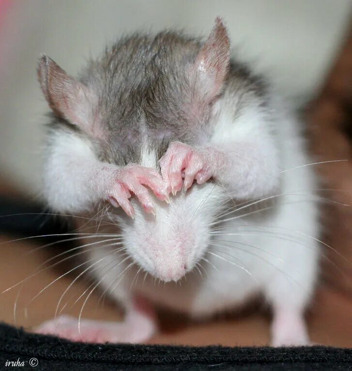 Пушистая мышь. Удивленная мышь. Удивленная мышь. Крысиная мордочка. Удивленная мышь.