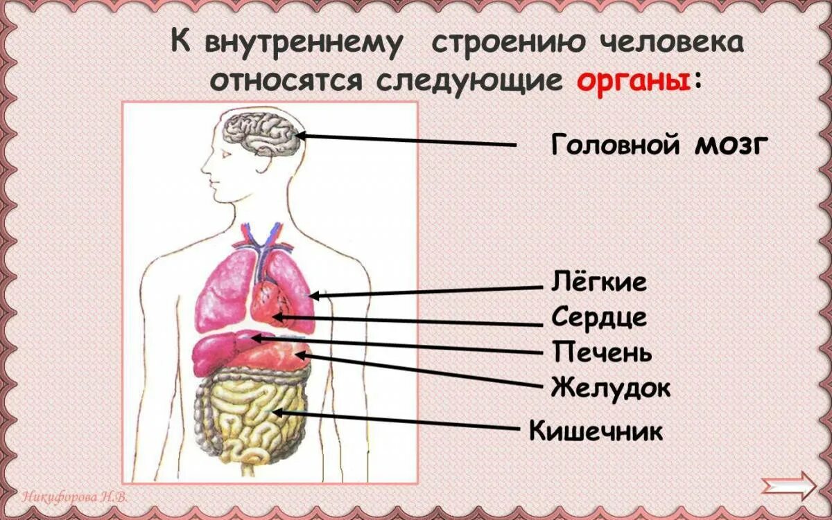 Строение человека. Строение тела человека. Строение человека внутренние органы. Строение человека внутри.