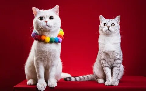 Her cat 2