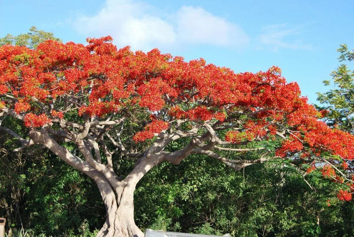 Деревья в южной америке названия. Дерево Делоникс Королевский. Делоникс(Фламбоян) Королевский. Дерево Бразил красный Сандал. Делоникс баобабовый.
