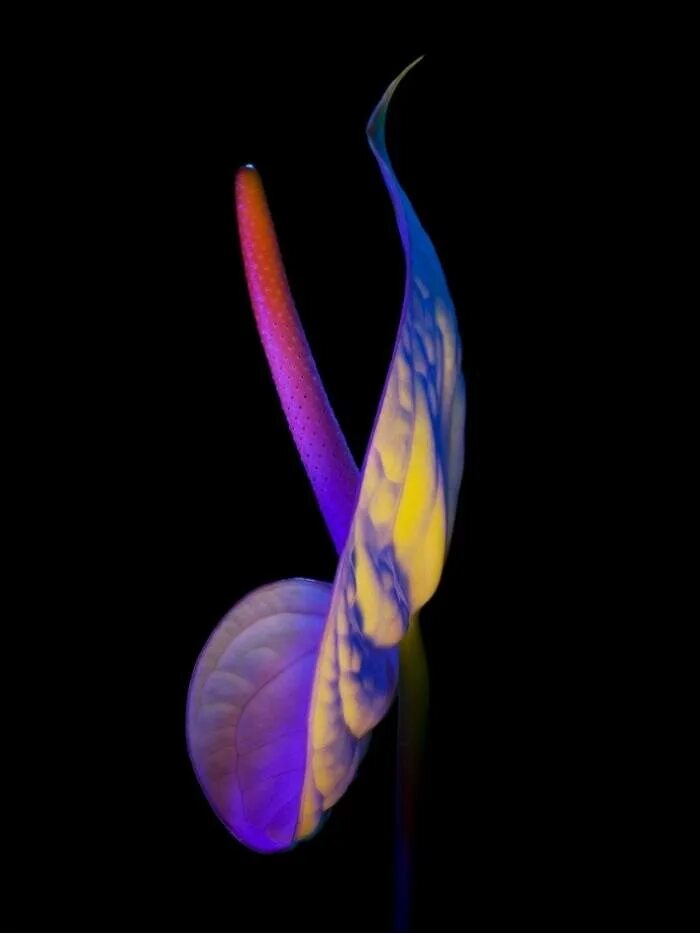 Биополе кирлиан. Электрических цветов. Цветы кирлиан. Эффект кирлиана аура. Аура кирлиана.