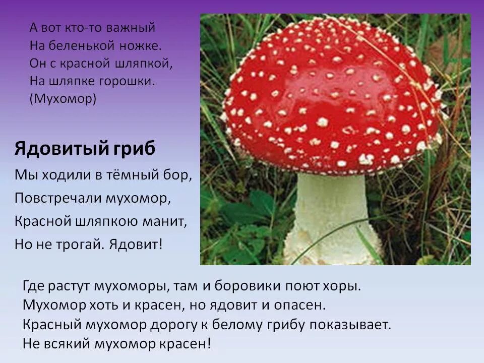Черный мухомор: фото, описание, особенности, распространение - Название сайта