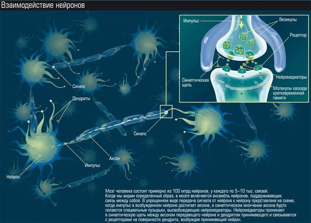 Осуществляет связь между нейронами какой нейрон. Взаимодействие нейронов. Связь между нейронами. Передача сигнала между нейронами. Взаимодействие между нейронами.
